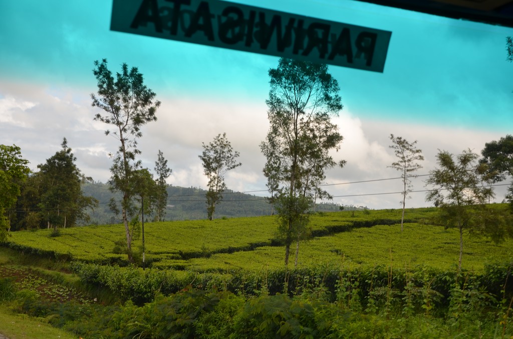 img00042.jpg