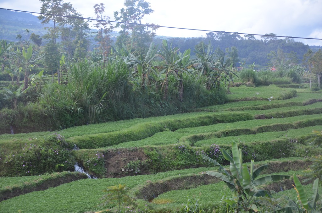 img00046.jpg