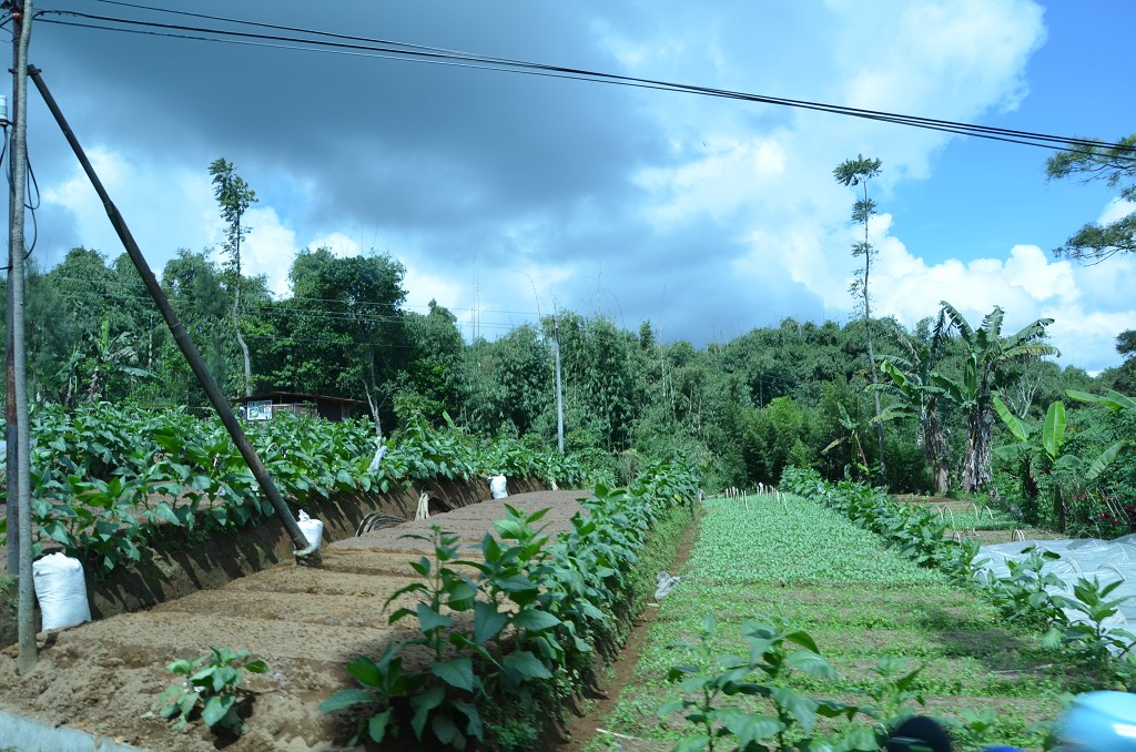 img00083.jpg