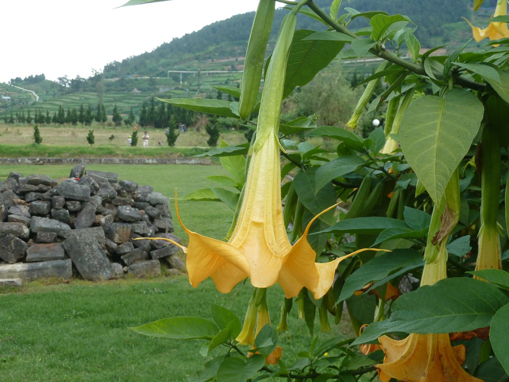 img00115.jpg