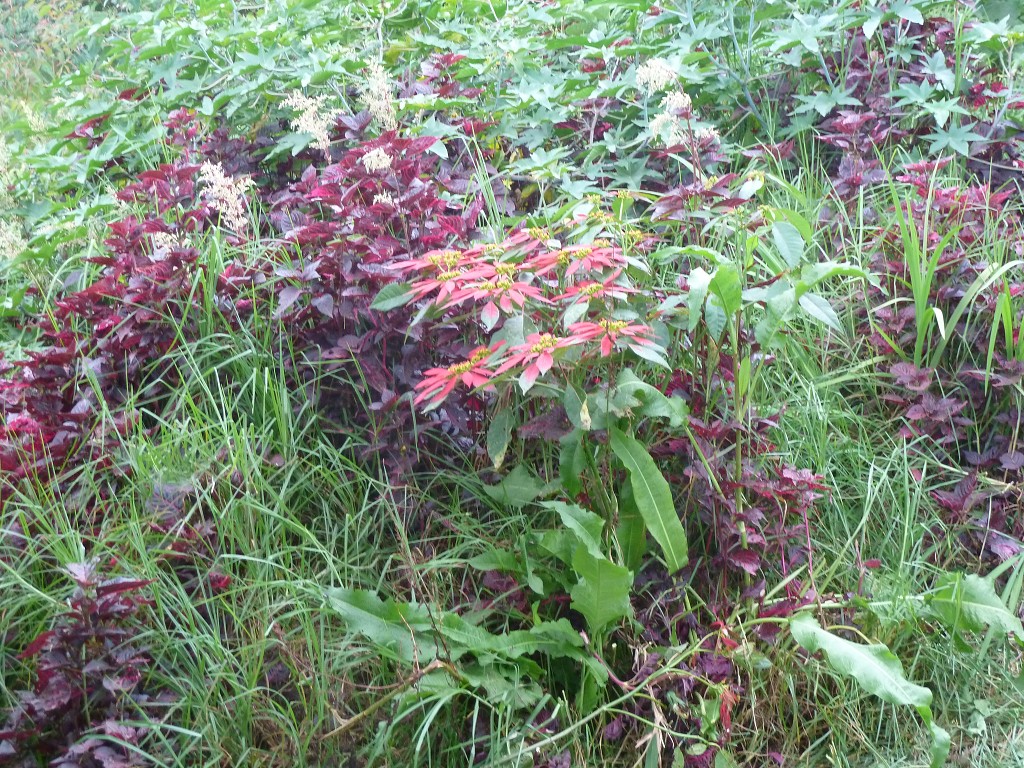 img00129.jpg