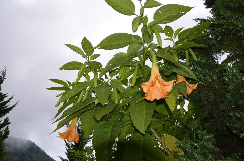 img00139.jpg